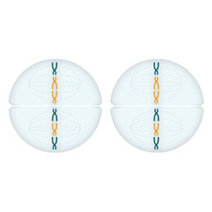 Illustration: During the second cell division, the copies of the chromosomes separate