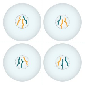 Illustration: Four sex cells develop from the parent cell