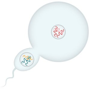 Illustration: One egg cell and one sperm cell combine during fertilization