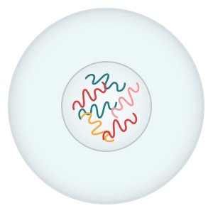 Grafik: Eine neue Zelle mit vollständigem Erbgut ist entstanden