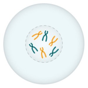 Illustration: The strands of DNA condense and become visible