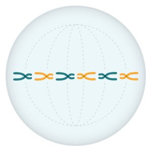 Illustration: The chromosomes line up along the center of the cell