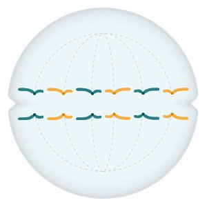 Illustration: The two copies of the individual chromosomes move to opposite sides of the cell