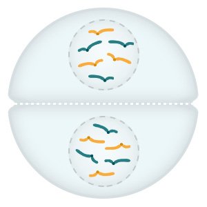 Illustration: The genetic information is enclosed in a new nuclear membrane in each of the daughter cells