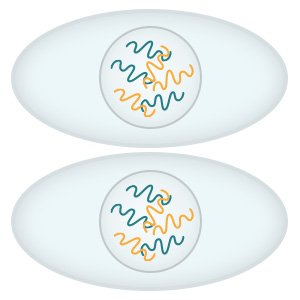Illustration: Both daughter cells have the same genetic information as the parent cell