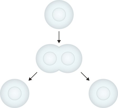 Illustration: Process of cell division (mitosis)