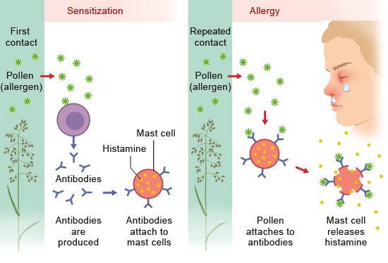 Illustration: How allergies develop – as described in the article