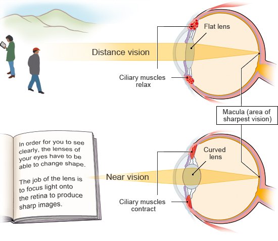 Illustration: Adjusting to nearby and distant objects – as described in the article