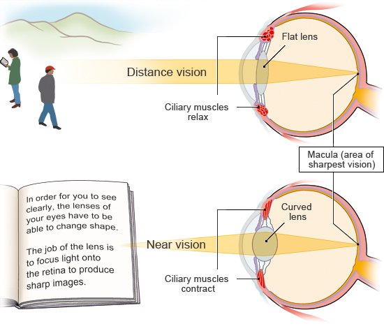 Illustration: Adjusting to nearby and distant objects