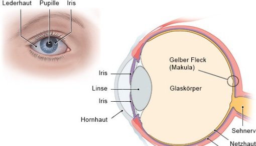 Graphic of the structure of a human eye