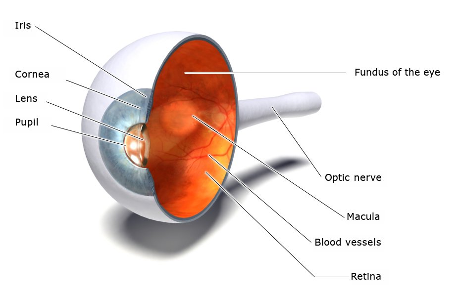 Illustration: Structure of the eye