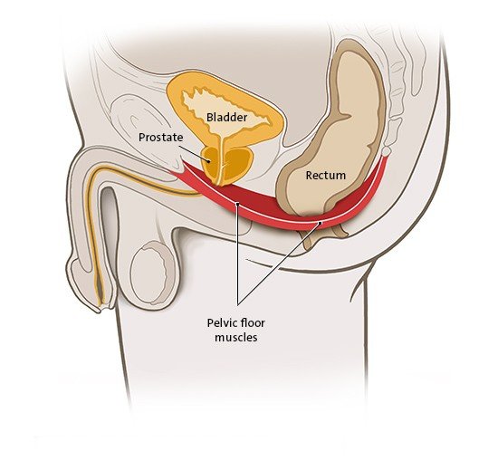 This simplified anatomical illustration shows the position of the pelvic floor in men and the nearby organs.