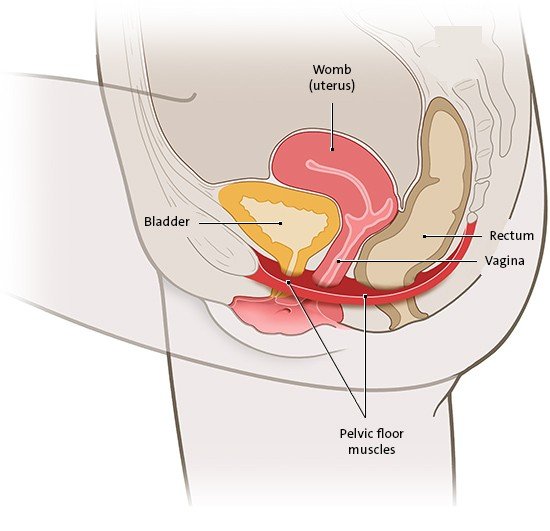 This simplified anatomical illustration shows the pelvic floor in women and the nearby organs.