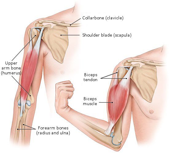 Illustration: Tendons connect muscles to bones – Example here: the biceps