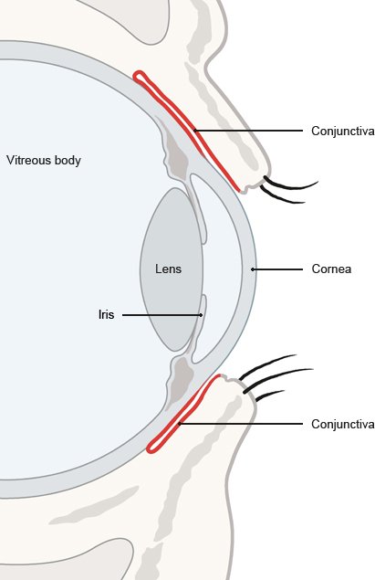 Illustration: Side view of the eye showing the conjunctiva (in red) – as described in the article