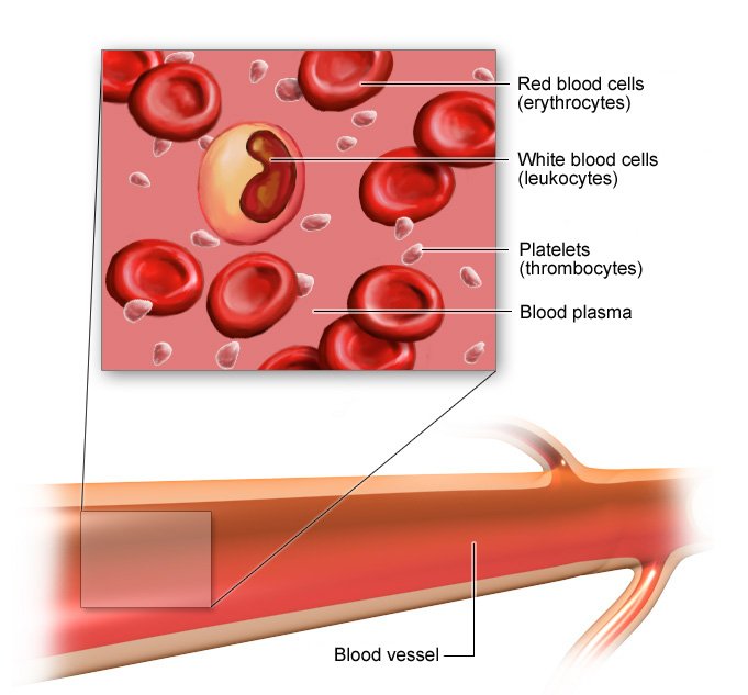 Illustration: Blood cells and blood vessel