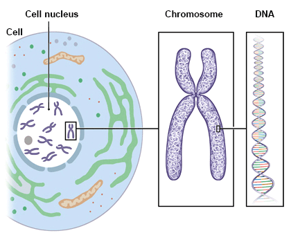 Illustration: The cell nucleus contains a number of chromosomes made up of DNA – as described in the article