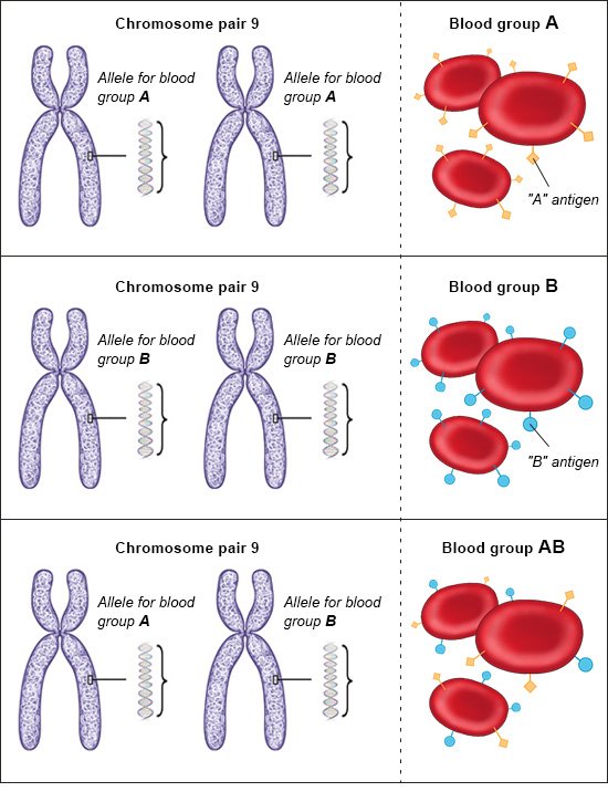 Illustration: Alleles in people with the blood groups A, B and AB – as described in the article