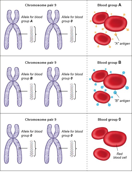 Illustration: Alleles in people with the blood groups A, B and O – as described in the article