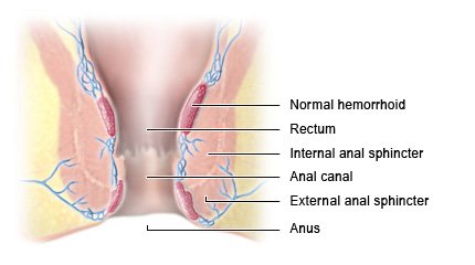 Illustration: The lower end of the gastrointestinal tract – as described in the article