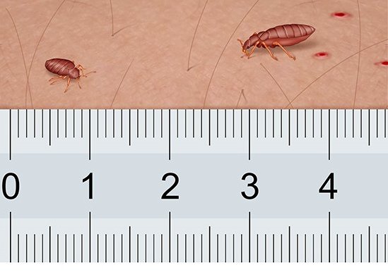 Illustration: Bedbugs (bedbug on the right full of blood). The units shown are centimeters.
