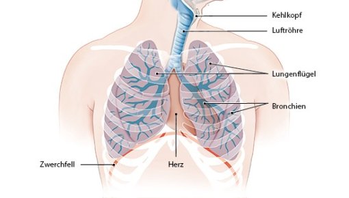 Graphic of airway structure