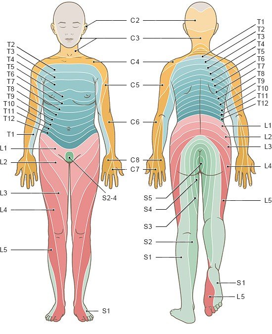 The anatomical illustration shows where the dermatomes are on the body, what they are called, and which spinal nerves they are connected to.