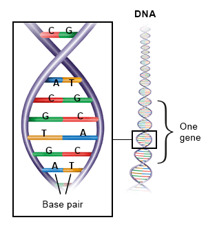 Illustration: DNA looks like a ladder with different kinds of steps – as described in the article