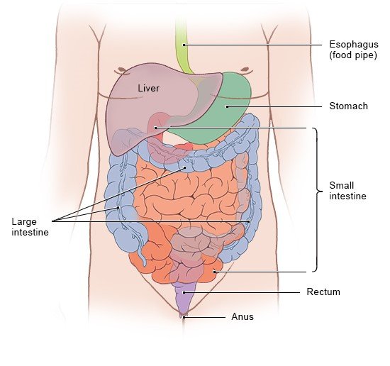 Illustration: Position of the bowel in the digestive system