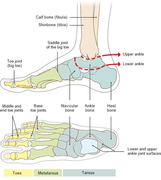 Illustration: Bones and joints in the foot