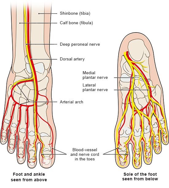 Illustration: Blood vessels and nerves in the foot
