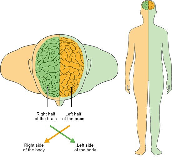 Illustration: Right and left side of the brain