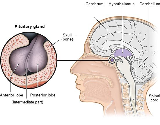 Illustration: Pituitary gland – Location and individual parts, as described in the article