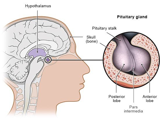 Illustration: Pituitary gland – Location and individual parts, as described in the article