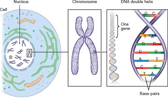 Illustration: The nucleus contains several chromosomes made of DNA