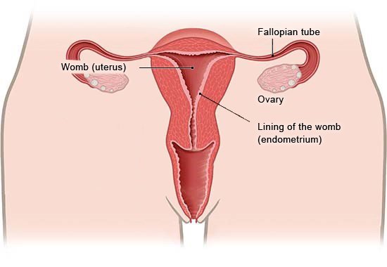 Illustration: Womb without endometriosis, seen from the front