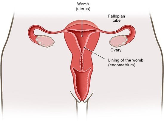 How does the menstrual cycle work? informedhealth