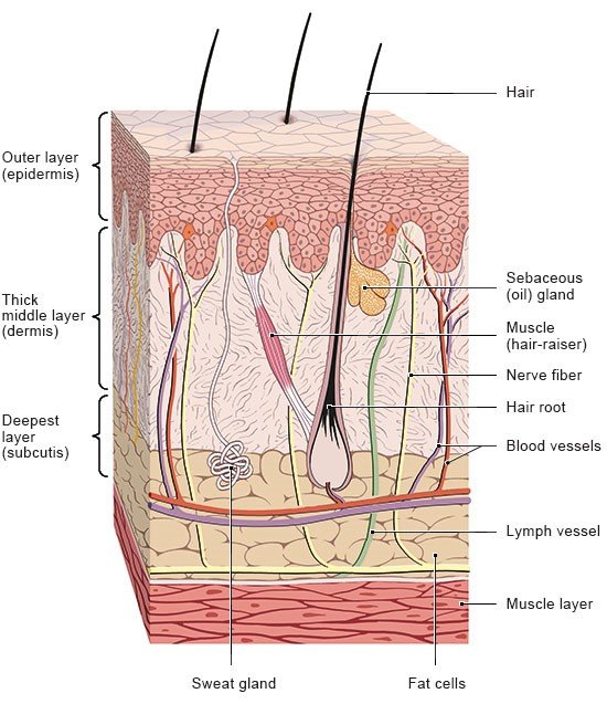 Illustration: Structure of the skin