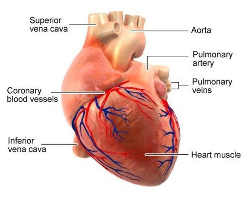Illustration: Heart with coronary arteries