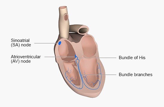 Illustration: The heart’s conduction system controls the heart rhythm, as described in the information