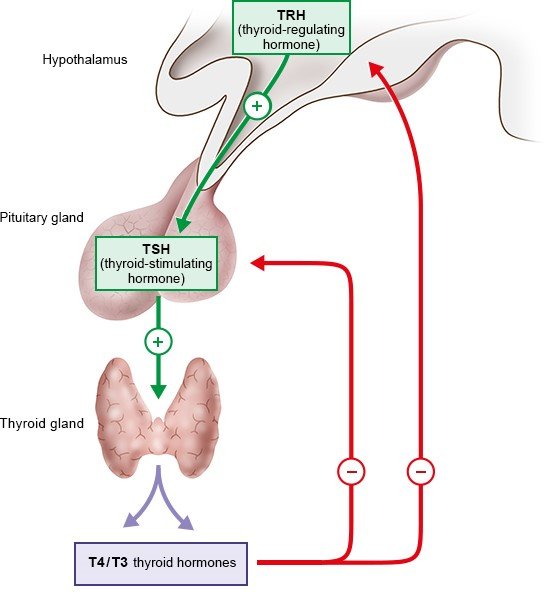 Thyroid hormone production: Negative feedback loop – as described in the article