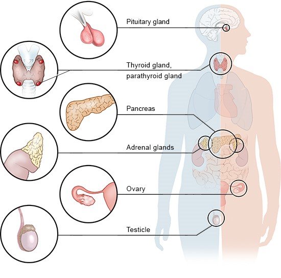Illustration: The main endocrine glands in the body – as described in the article