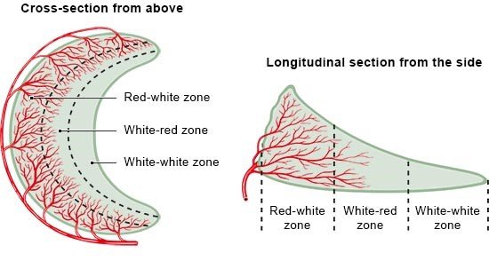 Illustration: Zones of the meniscus based on blood supply