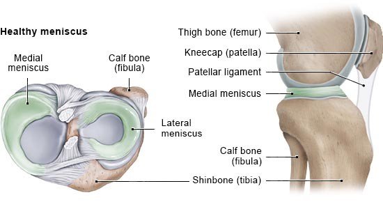 Illustration: Healthy meniscus (on the left, cross-section of the left knee seen from the top; on the right, from the side)