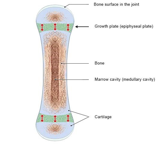 Illustration: Long bones with epiphyseal plates