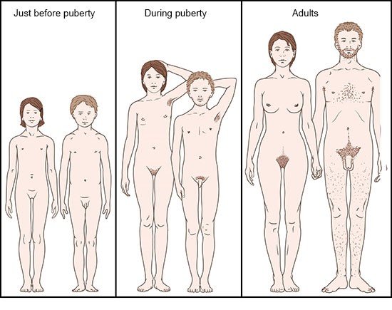 What happens in puberty? 