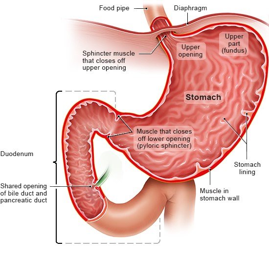 Illustration: Structure of the stomach