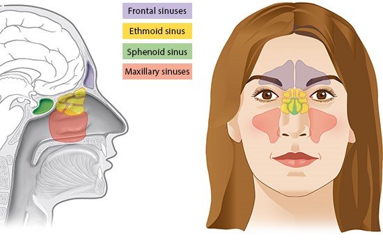Illustration: Position of the sinuses – as described in the article
