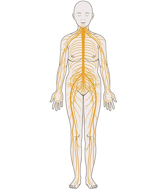 The diagram shows how a network of nerve branches spread out from the spinal nerves all the way to the tips of our fingers and toes.