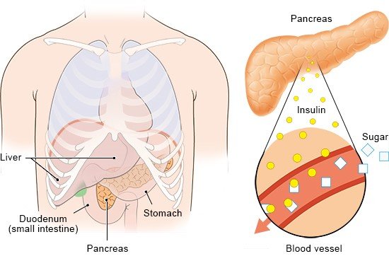 Illustration: Insulin molecules and position of the pancreas